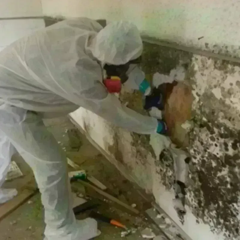 Mold Remediation and Removal in Lehigh Acres, FL